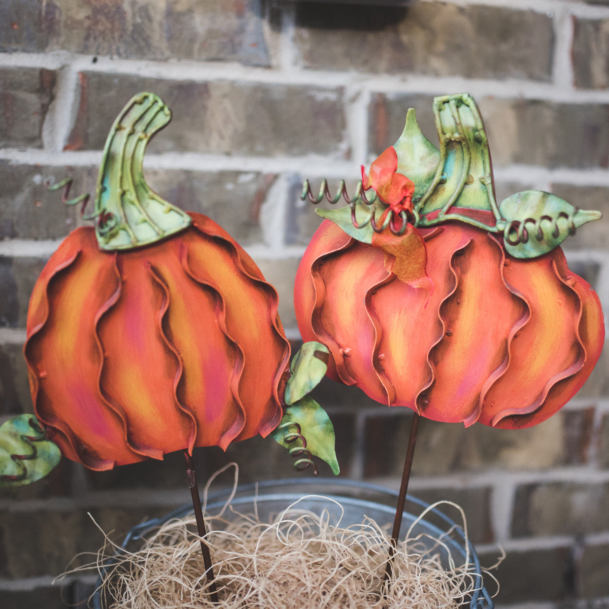 The Round Top Collection - Small Classic Orange Pumpkins (Round or Oblong)